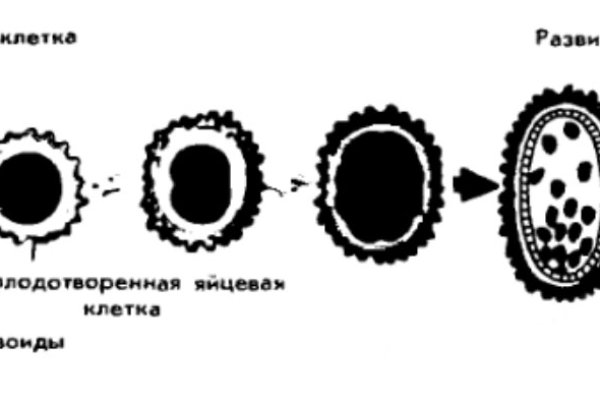 Кракен мп