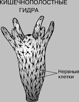 Кракен даркнет маркет плейс